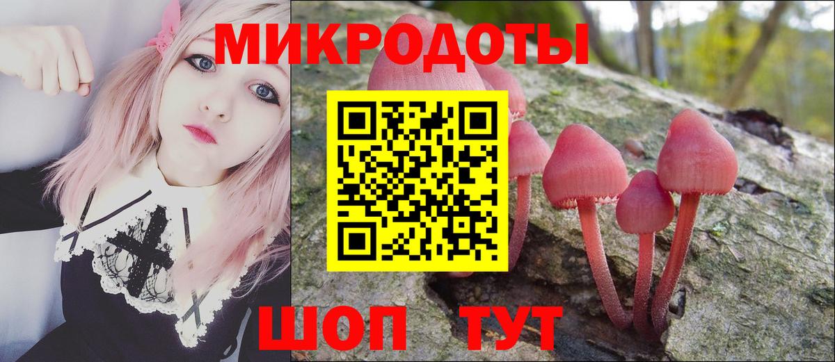 Галлюциногенные грибы Psilocybe Георгиевск